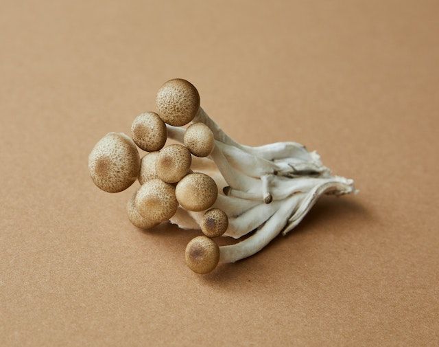 mushroom